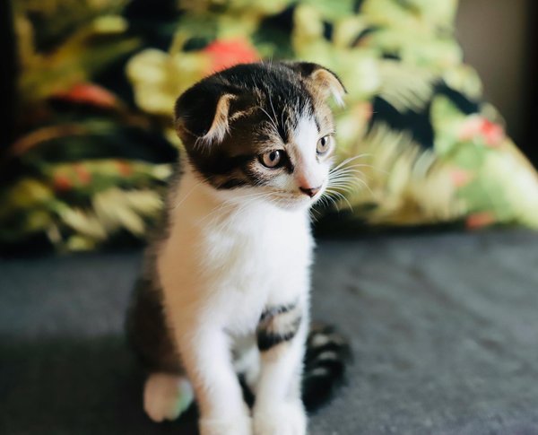 Wat zijn de belangrijkste dingen om te controleren voordat je een puppy adopteert?