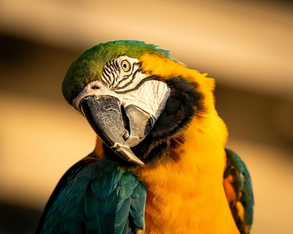 Hoe kan ik mijn huisdier leren om niet te bedelen tijdens het eten?