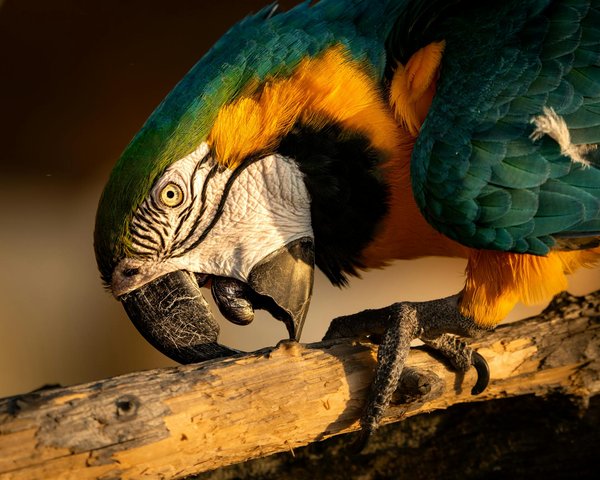 Wat zijn de voordelen van het hebben van meer dan één kat?
